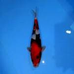 SHOWA F29cm
