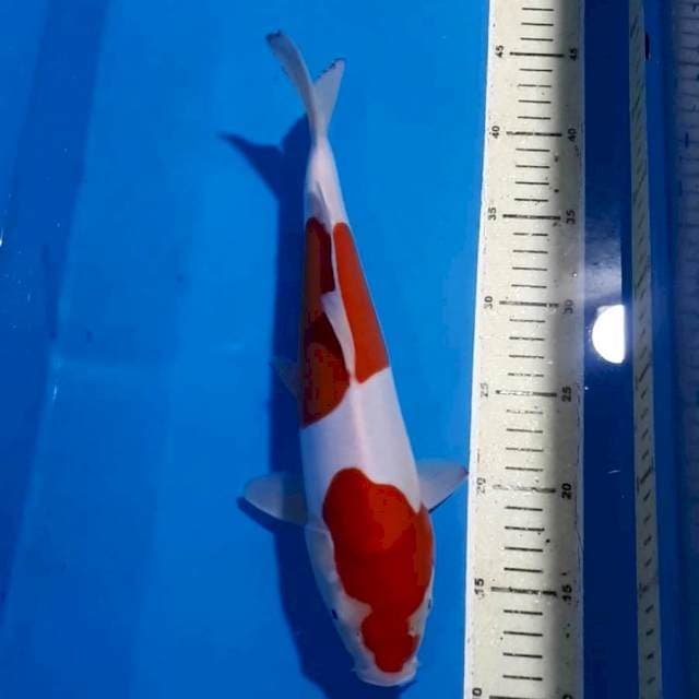 KOHAKU DOITSU 32 CM