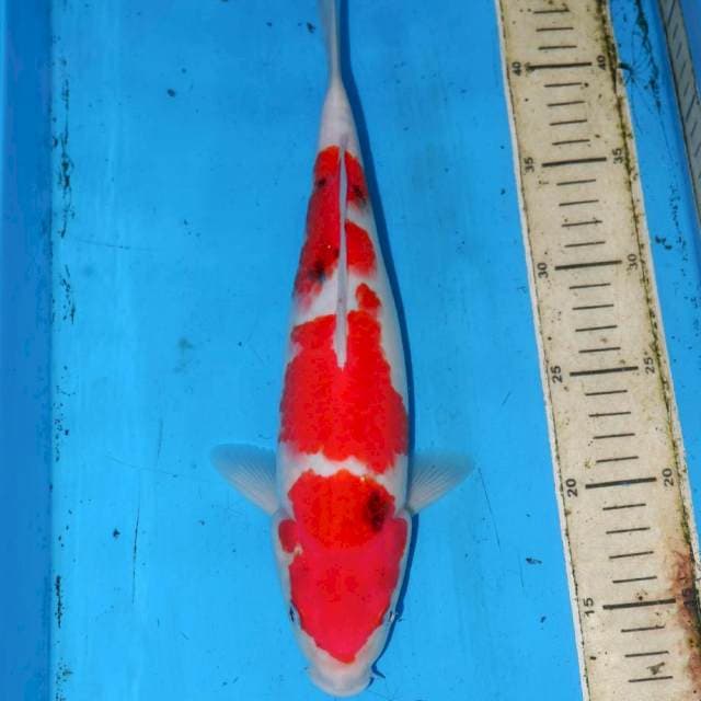 31cm F1 SANKE