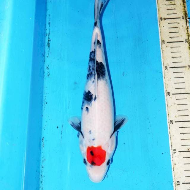 33cm TANCHO SHOWA