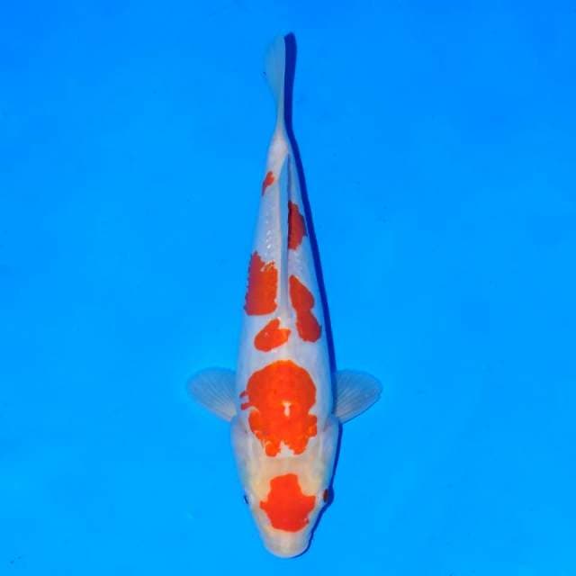 Kohaku Doitsu 25cm
