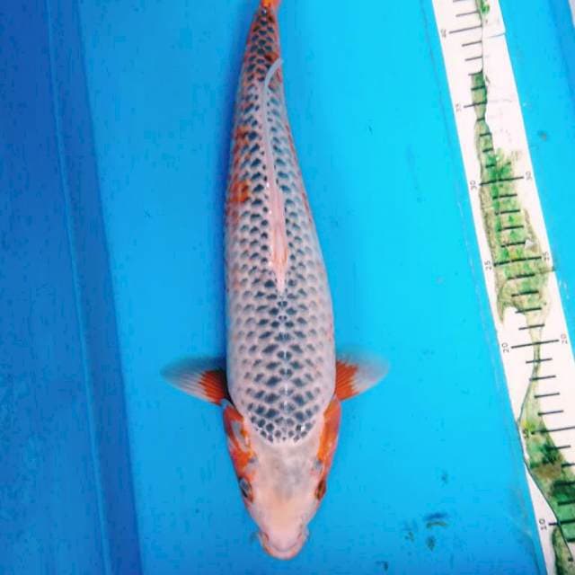 ASAGI 38 cm
