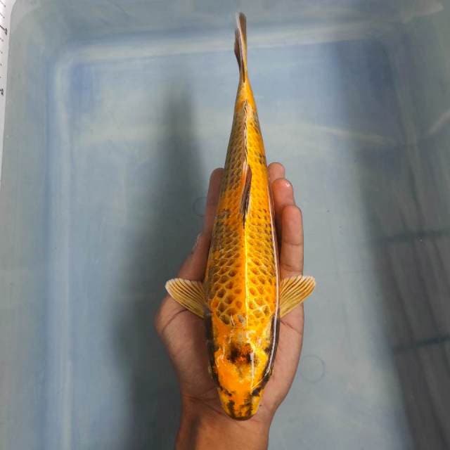 Kin ki utsuri 27cm