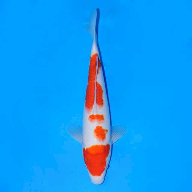 Kohaku 29cm