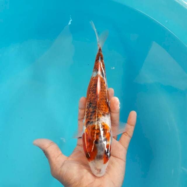Goromo Ginrin 26cm