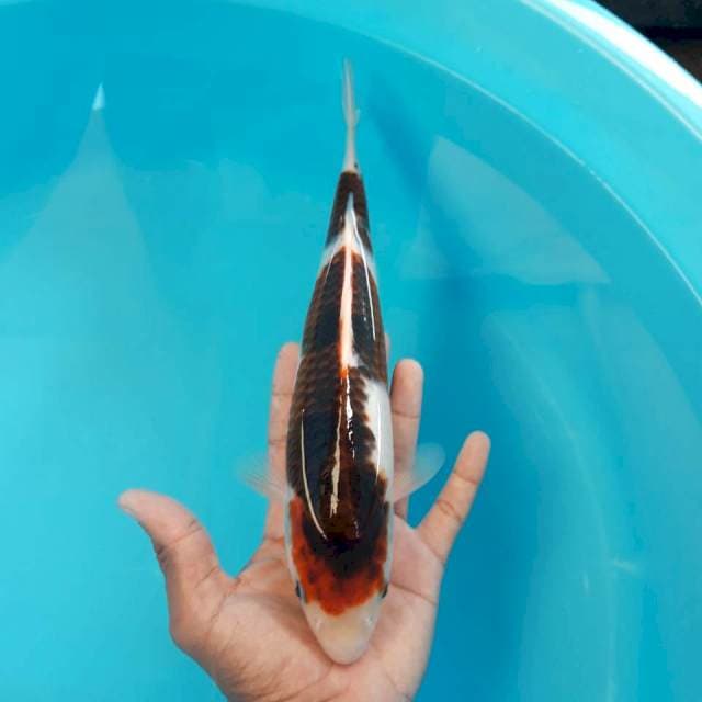 Buddo Goromo 28cm