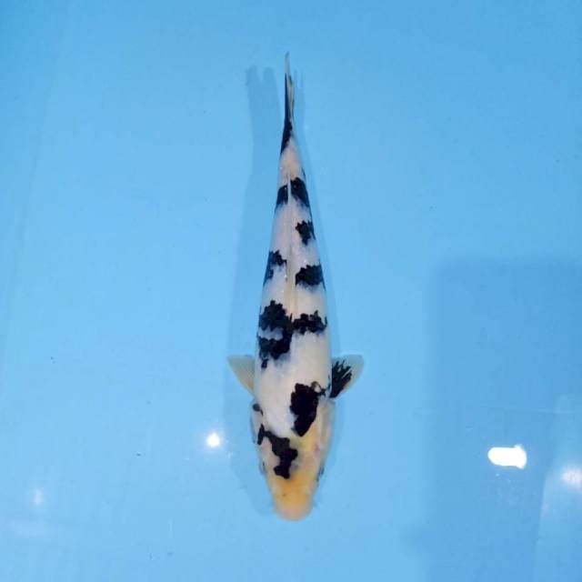 SHIRO UTSURI M26cm