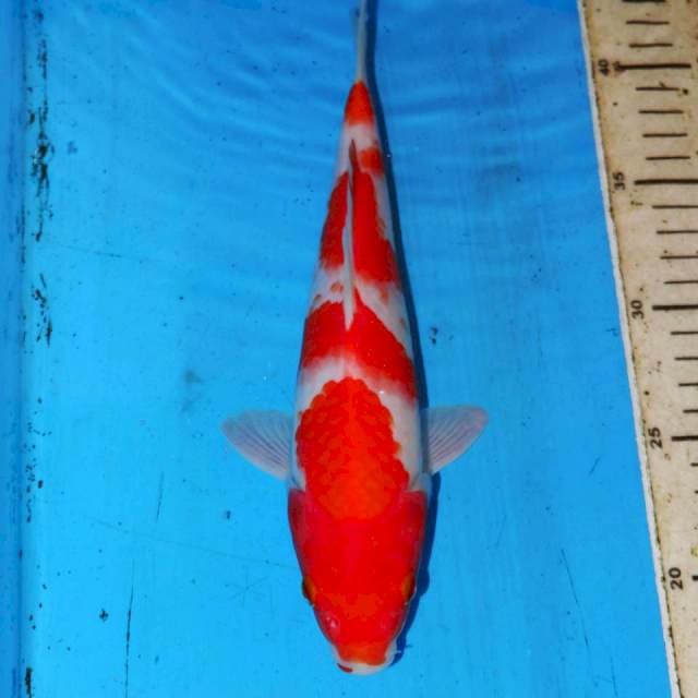 KOHAKU