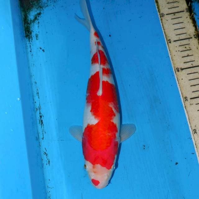 KUCI BENI KOHAKU