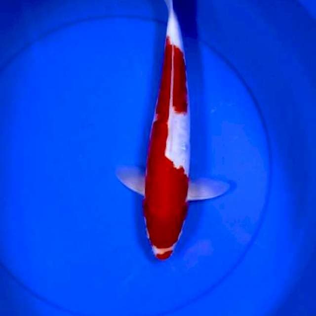 Kohaku doitsu
