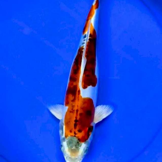Kiko 33 cm