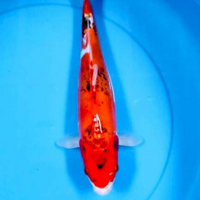 Kiko 34 cm
