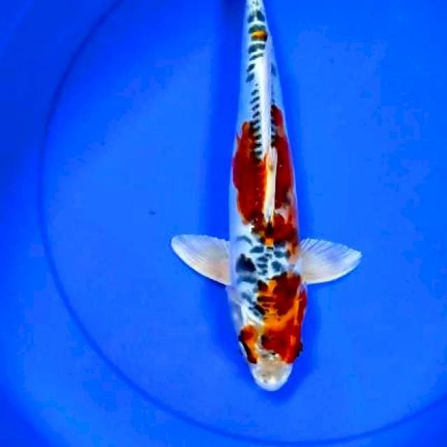 Kiko 32 cm