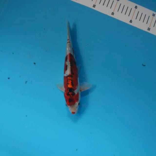 Merah cabe