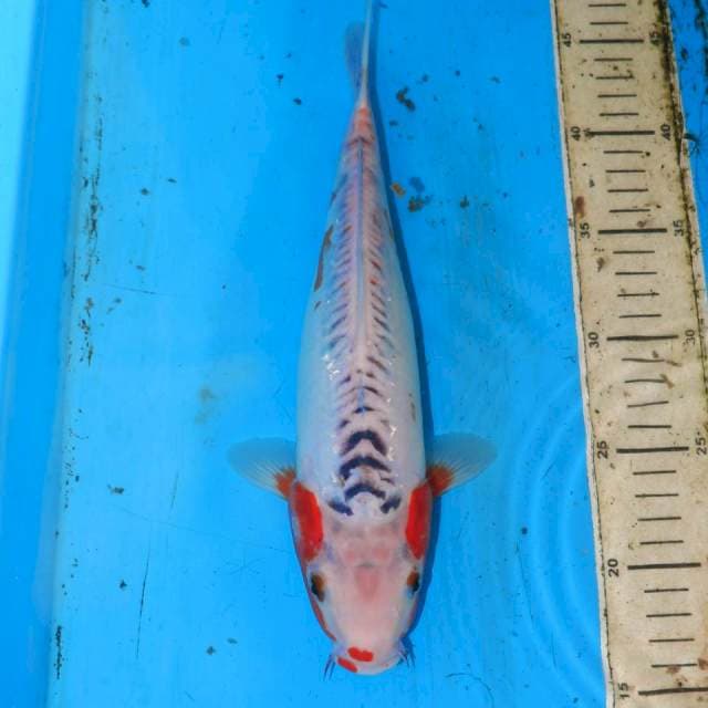 HANA SHUSUI 30cm