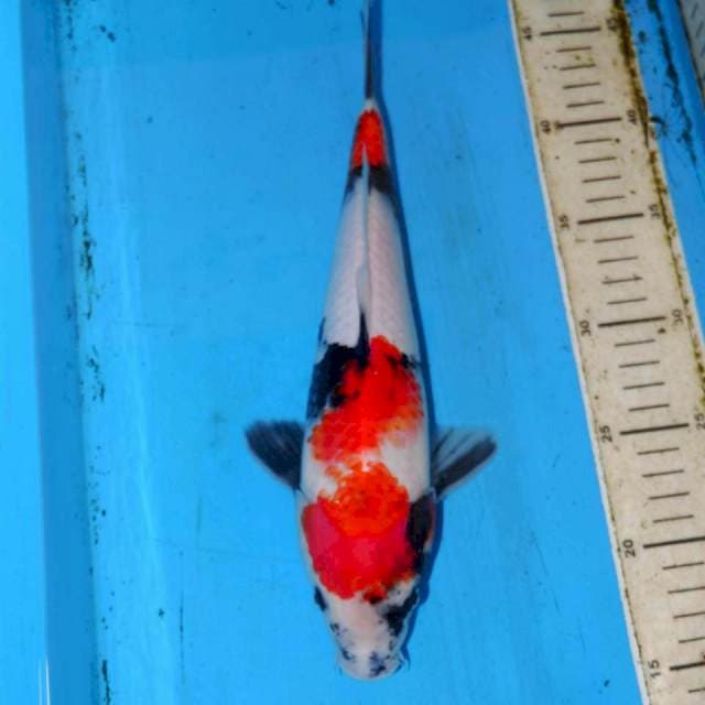 KINDAI SHOWA 30cm
