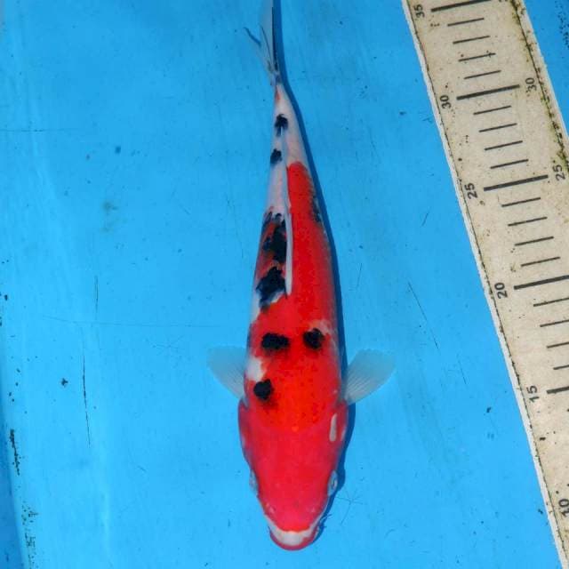 25CM SANKE SAKURA