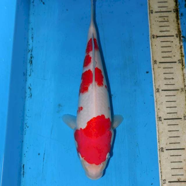 32cm SANDAN KOHAKU HQ