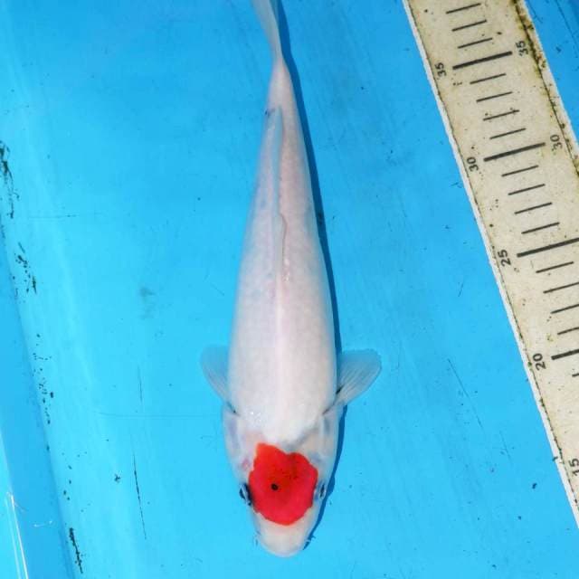 27CM TANCHUO