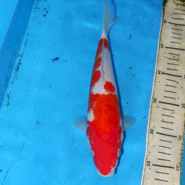 KOHAKU 29cm