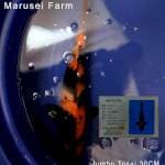 Hi Utsuri Import - Marusei Farm Tosai
