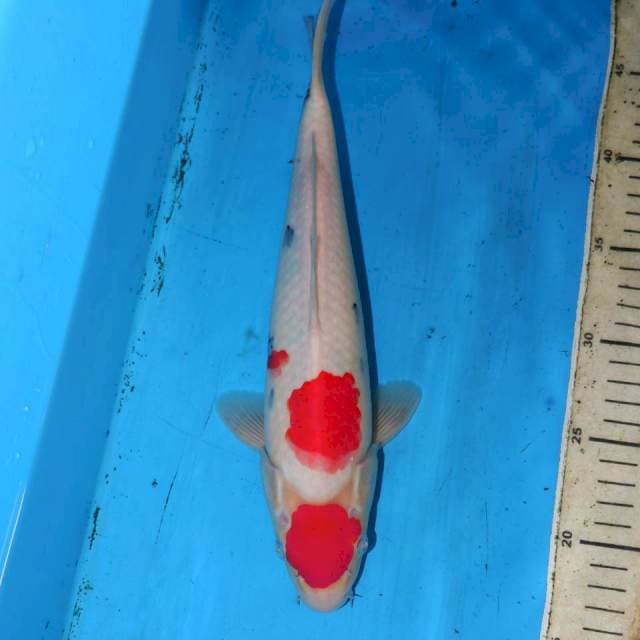 31CM DOBLE TANCHO