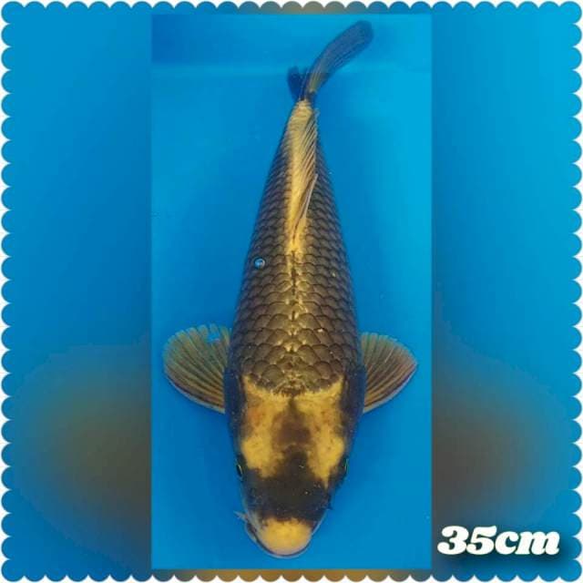 Terpedo Kabuto 35cm