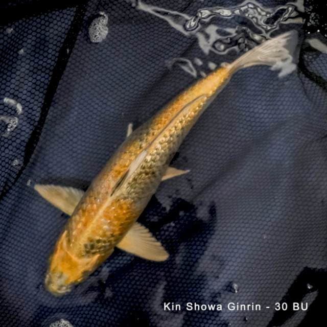 Kin Showa Ginrin Yellow - body good