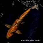 Kin Showa Ginrin Yellow - body good