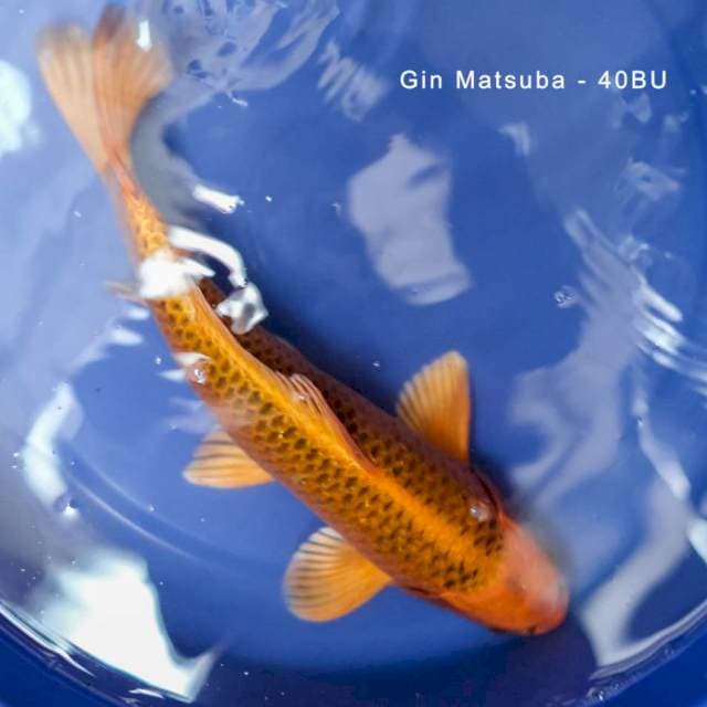Kin Matsuba - Female