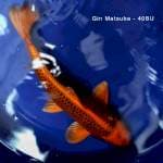 Kin Matsuba - Female