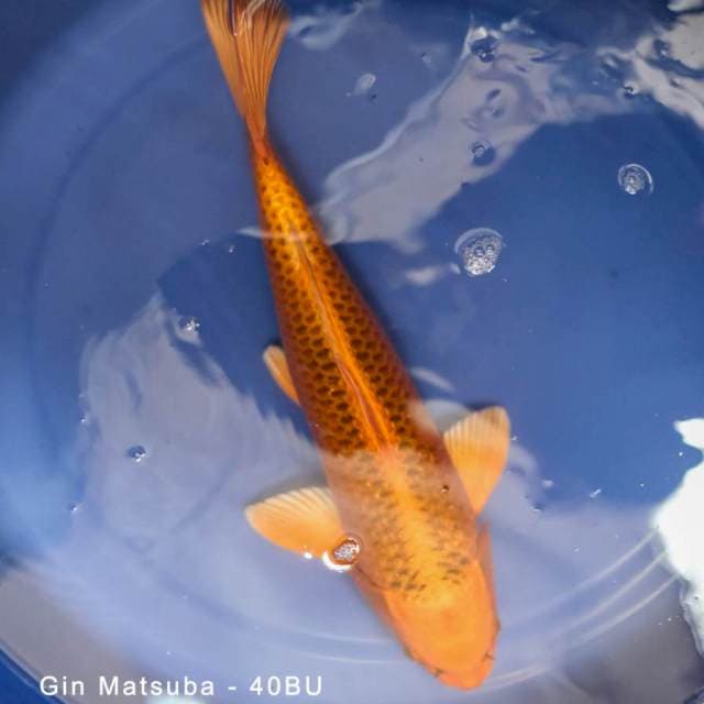 Kin Matsuba - Female