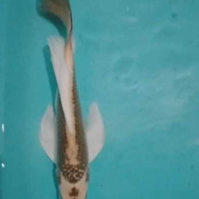 Kumpay kabuto jos 36 cm