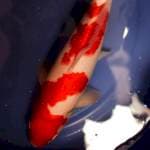 Kohaku - red strong good quality