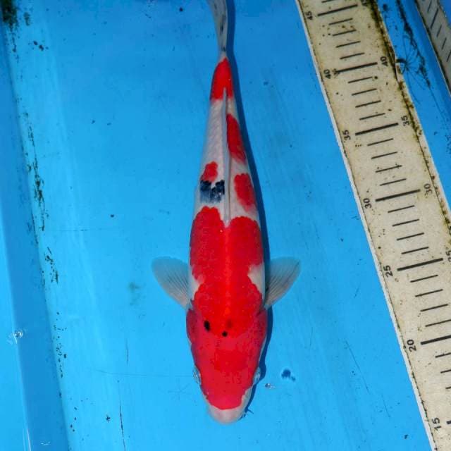 30CM KINDAO SANKE