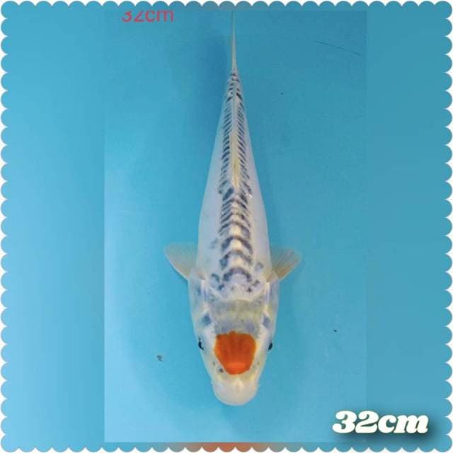 Tc kiko 32cm