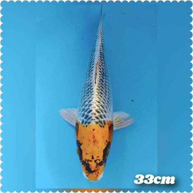 Tc kojaku 33cm