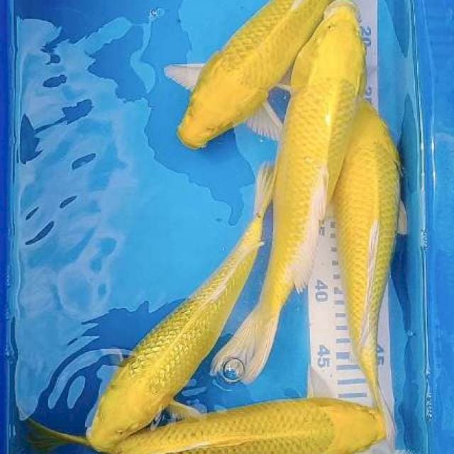 Yellow ogon 25-31cm 6ekor