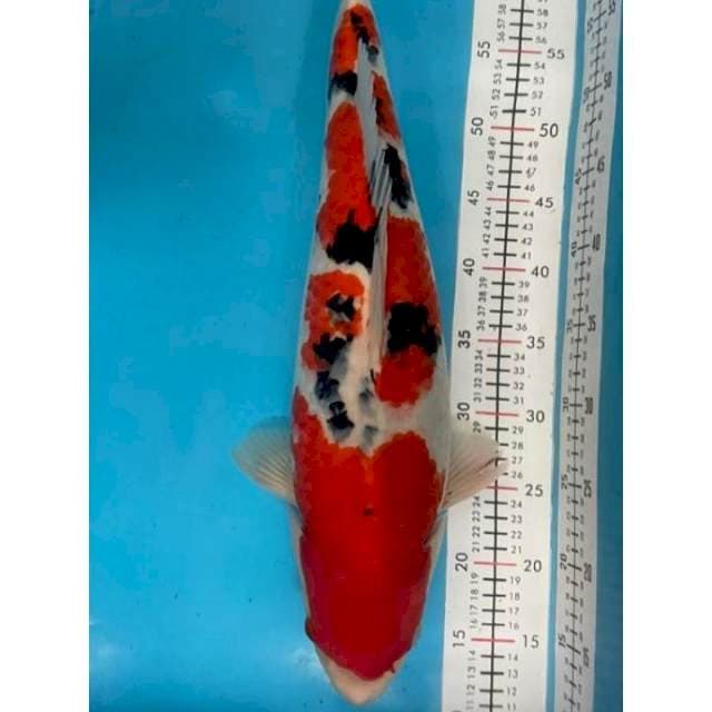 sanke female joss 50 cm