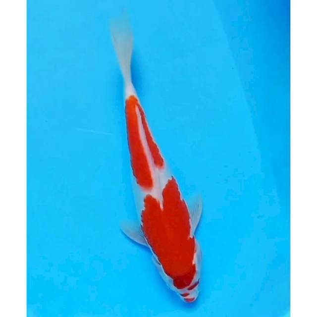 Kohaku 2 step original 32cm 