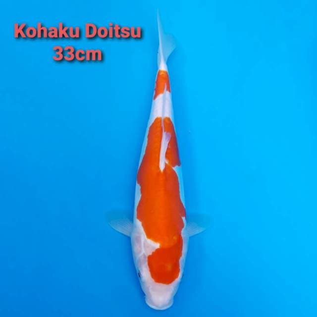 F1 Kohaku Doitsu 33cm