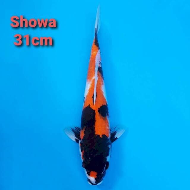 F1 Showa Shanshoku 31cm