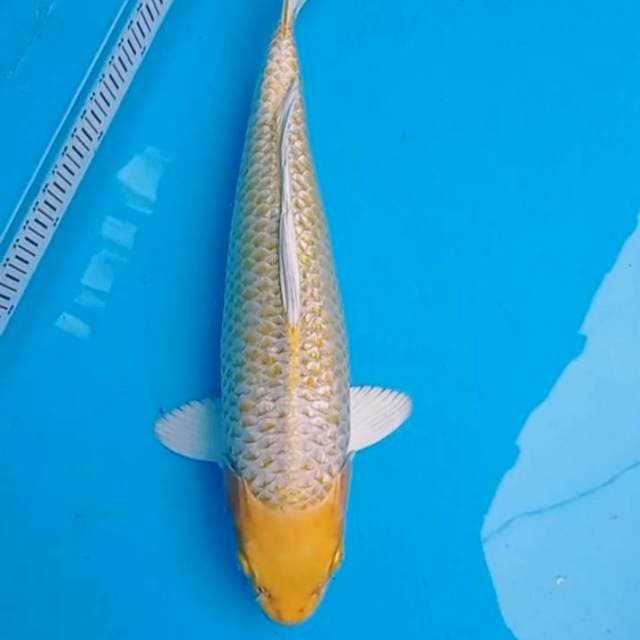 Yamabuki Ogon Gold head bagus 37cm