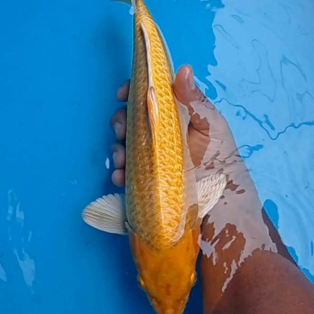 Yamabuki Ginrin 36cm