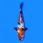 SHOWA TATEGOI BAKAT JUMBO