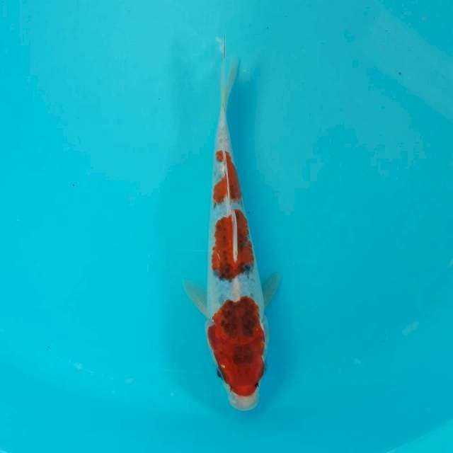 Goshiki 23cm