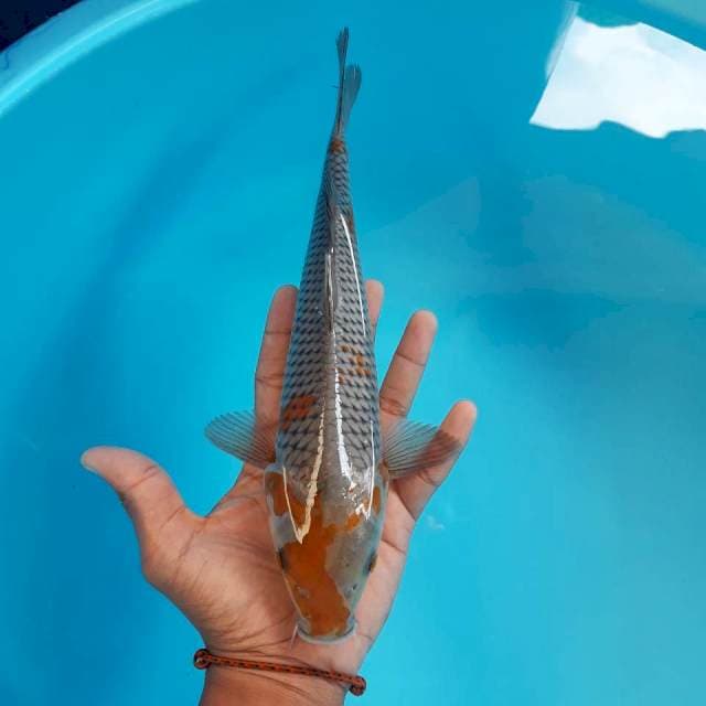 Ochiba Shigure 28cm
