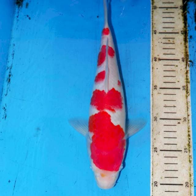 32cm HQ KOHAKU