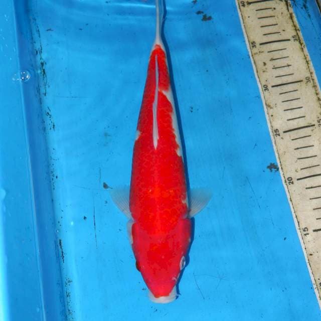 OMOYO KOHAKU