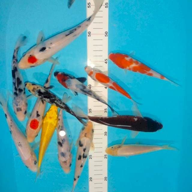 Paket mix, 14 ekor doit-sisik
